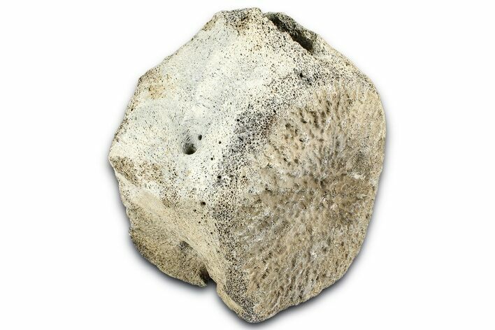 Fossil Whale Caudal Vertebra - Yorktown Formation #362066